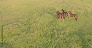 This exquisite footage captures a herd of chestnut horses as they roam freely across the verdant plains at dusk. The gentle hues of the setting sun cast a soft glow over the scene, enhancing the