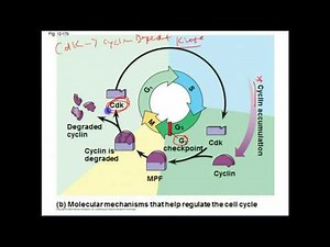 AP Biology: Cell Cycle Regulation and Cancer