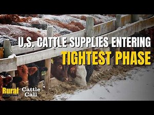 Cattle Call: U.S. cattle supplies entering tightest phase of cycle