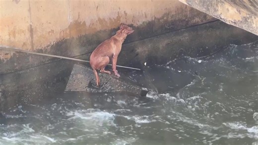Shivering stray dog stranded in weir is rescued in Thailand