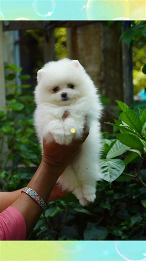 Snow Balls☃️😍।। #toypom #pomeranian #pets #puppy #shortsfeed #cute