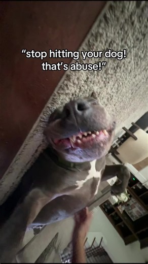 Funny dog reaction to being tapped — close thing to a smile