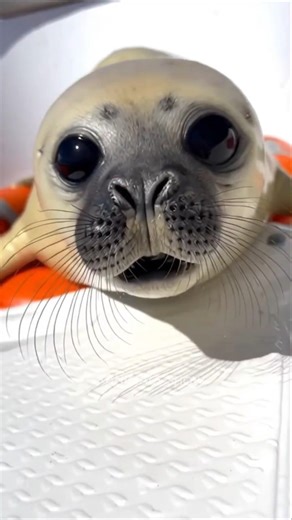 A man sees a dolphin while on a boat. #cat #trending