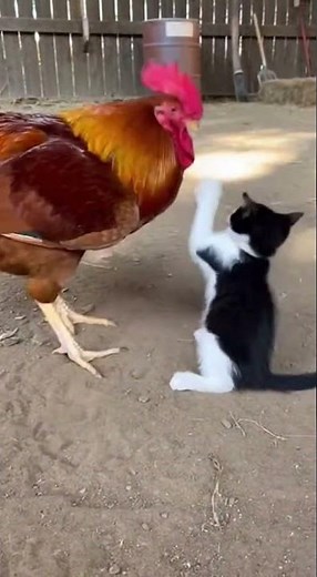 Baby Cat Messed With the Wrong Rooster! 😂🐔 | Funny Animal Fight