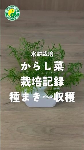 からし菜栽培記録 種まき〜収穫【水耕栽培】