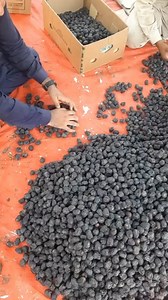 Kurma ajwa terbaik madinah #kurma #makan #makkah #madinah #arab #jeddah | Hasib Azizi