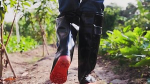 Download Woman in rubber boots walking in organic vegetable farm. Close up boots. Female farmer Working In Organic Farm Field for free