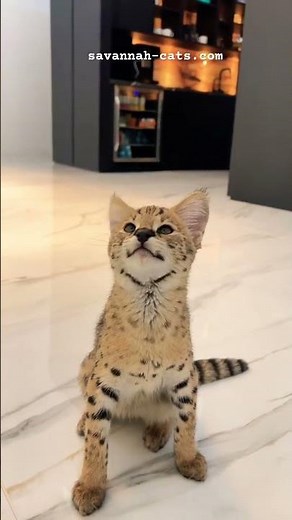F1 Savannah Cat Chirp!