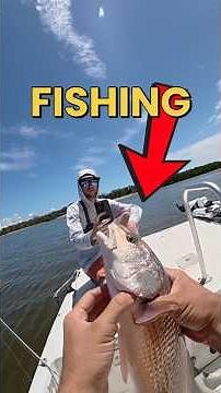 Is This The Easiest Way To Bleed and Put Fish To Sleep? #fishing #fishingvideo