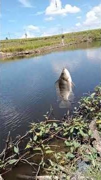 sepot sarang nila..!!!