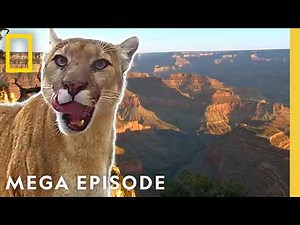 Incredible Footage of America's National Parks | MEGA Episode | National Geographic