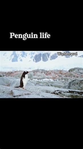 penguin live #viralmusic #travel #viralpost