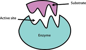 Enzymes -  Questions (and answers) - for A-level Biology - With Videos and Powerpoints to help recap the theory —  Online A level Biology Tutor