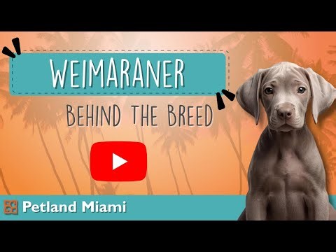 Meet the Weimaraner: The Pup Behind the Hype!