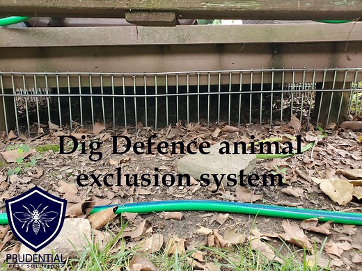 How to keep animals out from under your shed and deck