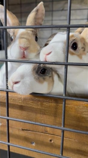 Mini Rex rabbits in custom cage
