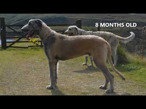 Irish Wolfhound Growing