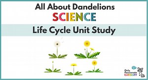 All About Dandelions-Life Cycle Unit Study