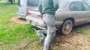 K9 prospect Gamora is learning to locate narcotics odor on vehicles. This girl loves to work. | Tactical Police K9 Training