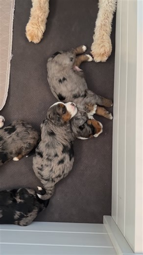 ‘Waskelly Wabbit L!tter’ Multigen Mini Bernedoodles Miyu x Gunnar 3.5 weeks old Go Home Mov 20th ✨ Miyu & Gunnar’s babies are 3½ weeks old! ✨ We hit the jackpot with this bunch — all tri Merles! Two beautiful girls and five handsome boys. 😍 Some even look like they might sporting blue eyes! 💙 Both parents are 100% Genetically CLEAR with OFA Certified Hips and Elbows, and weigh 34 & 36 lbs — so their wee ones should land right in that perfect cuddle bug range. 🐾 A few of these pals are still h