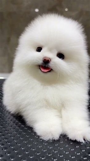 Wait… Is This a REAL Puppy or a Cotton Ball?! 😍☁️🐶 #Shorts #Pomeranian#CuteDogs#ytshorts#viralshorts