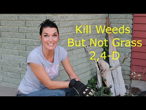 Kill Weeds But Not Grass With "2,4-D" DIY