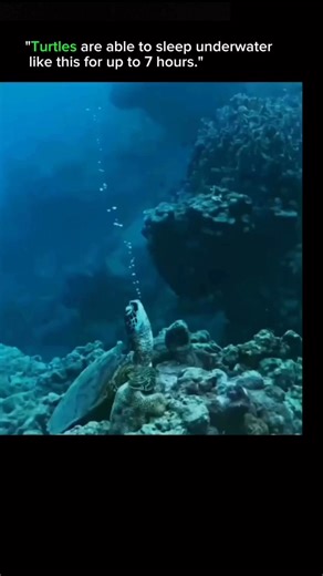 SCIENCE | FACTS | EXPALIN on Instagram: "🐢 Turtles Can Sleep Underwater for 7 Hours — Here’s How! 🌊 Ever wondered how turtles manage to rest underwater for hours? The science is amazing: 1. Slow Metabolism – Turtles use very little energy while resting, allowing long sleep cycles. 2. Special Breathing Adaptation – Some species absorb oxygen through their skin and cloaca. 3. Low Oxygen Needs – Their heart rate slows dramatically during sleep. 4. Cold Water Advantage – Cooler temperatures lower 