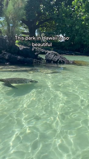 Keep Your Distance from Turtles in Hilo, Hawaii