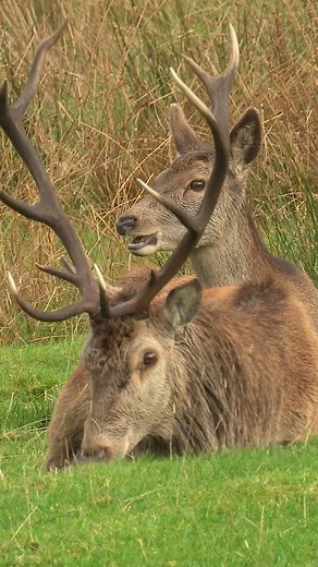 Red stags are exhausted by the end of the rutting season🦌😩 Watch this stag's story🎥👇https://youtu.be/ZZPdZD06VjM?si=jgrd0Cto1bjTJTHY or head to my bio for a link to my #robertefuller #youtubechannel #redstag #redstagrut #ruttingseason #scottishwildlife | Robert E Fuller