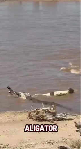 buaya adalah hewan penguasa sungai #animals #wildlife