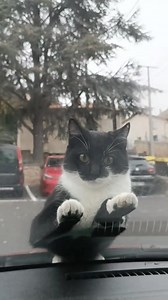 12M views · 1M reactions | Is this the cat distribution system at work ? #fblifestyle | dancatdad | Facebook