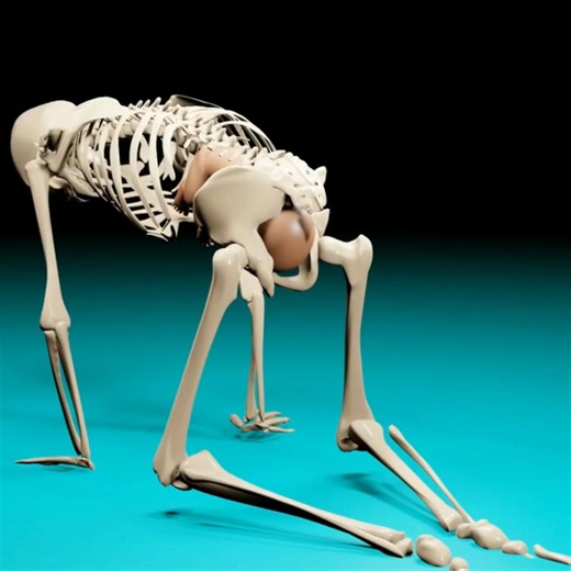 Birthing Positions: Hands and Knees The hands-and-knees position can be incredibly helpful during pushing. It allows the pelvis to open more freely, uses gravity differently, and can help babies rotate into a better position for birth. Many birthing parents find it: Reduces pressure on the back Helps with shoulder release Feels more instinctive and comfortable during pushing Sometimes, changing position makes all the difference. #Pregnancy #Baby #Birth #Mom #Childbirth #Pregnant | Pregnant Life