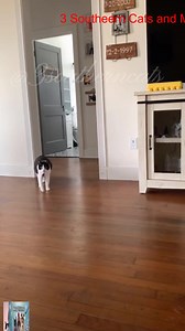 She thinks she’s fabulous #3southern #reels #viral #loves #tiktok #videos | Kristi W Cattes