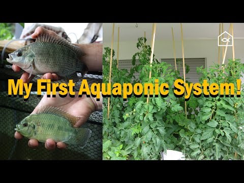 My First Aquaponic System: How I Started Aquaponics from Scratch | Aquaponic My Story Ep. 1