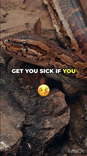 Poisonous and venomous snakes | how to tell the difference