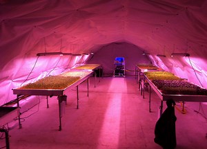 London’s newest urban farm is underground