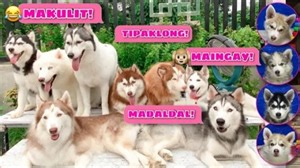 170K views · 9.5K reactions | Each Husky Pack Member's Personality | Husky Pack TV https://youtu.be/3_8nzFx1BNI | Husky Pack TV Vlogs | Facebook