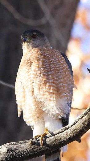 Ever wonder what a Coopers Hawk sounds like? #Shorts