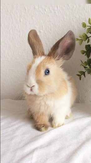 Top 10 Cutest Dwarf Rabbit Breeds – Which Tiny Bunny is Perfect for You? ‪@animals2.2‬