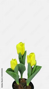Time lapse of growing and opening yellow tulip bouquet in a pot isolated on white background, vertical orientation