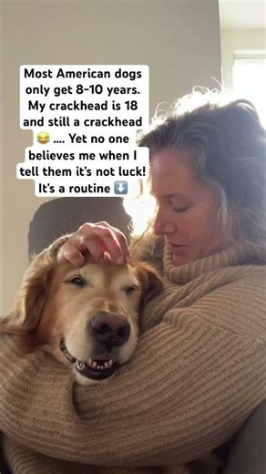 Why do American dogs only live 10-12 years? #dogs #doghealth #doghealthcare