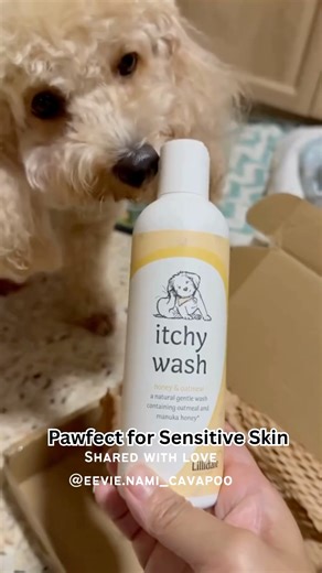 Scratch no more, pup! 🐾✨ Thank you @eevie.nami_cavapoo for sharing your bath time glow-up with us 💛 Lillidale Itchy Wash is packed with soothing goodness—manuka honey, oatmeal & aloe vera—to calm irritated skin, ease the itch, and leave coats soft, shiny & pawfectly cuddle-ready. Say goodbye to the scratchies and hello to happy, comfy skin! #lillidale #dogs #cats #petsofsg #singapawrent #petstagram #petsupplies #petsg #sgpetproducts #ourpawsocietysg #singapore #petcare #pethealth #petsupplemen