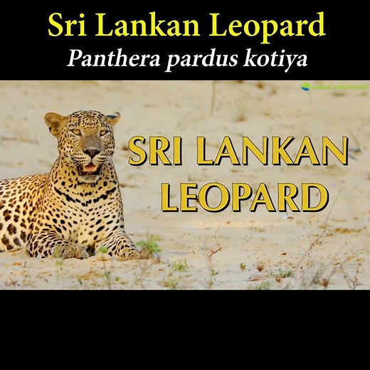 The Sri Lankan Leopard (Panthera pardus kotiya) is one of 8 leopard subspecies worldwide. It was first described as a distinct subspecies by P.E.P. Deraniyagala in 1956, and a seminal genetic study in the 1990s confirmed that the Sri Lankan Leopard is a valid subspecies. #srilanka #nature #wildlife #srilankawildlife #wildsrilanka #leopards #bigcats #documentary #srilankanleopard #srilankadaily #srilankatoday #naturalhistory #lka | Aegle Creations
