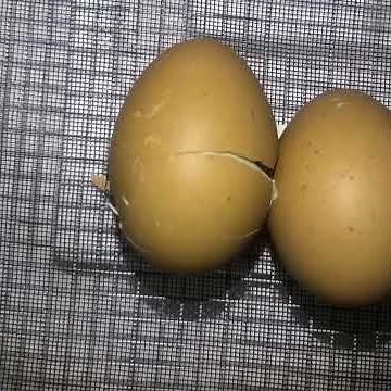 Chick hatching from egg time lapse