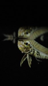 Grow Mahi Mahi Grow! Mahi mahi (aka dorado or dolphinfish) are robust reproducers, with females spawning two to three times a year, releasing potentially hundreds of thousands of eggs each time. We’ve collected some of these fertilized eggs from our Open Sea exhibit and behind the scenes, and have been raising larval and juvenile mahi mahi for the past several months! These open ocean predators are among the fastest-growing fishes in the world, reaching sexual maturity within four to five months