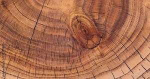 a beautiful cut of a walnut tree processed for decoration and use, a cut of a walnut tree with annual rings Stock Video
