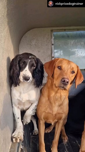 8.9K views · 119 reactions | Where is this trail? Dogs and trucks and trails belong together! #dogs #toyotas #overlanding #retrievers #labsofinstagram #blacklab #4wdtoyotaowner #4wdtoyotaownermagazine | 4WD Toyota Owner Magazine | Facebook