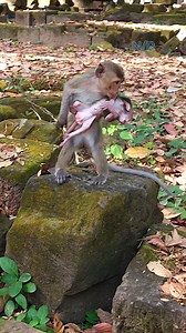 OMG! What happen to baby Patch ?🥰😘 | Newly Monkey Reel