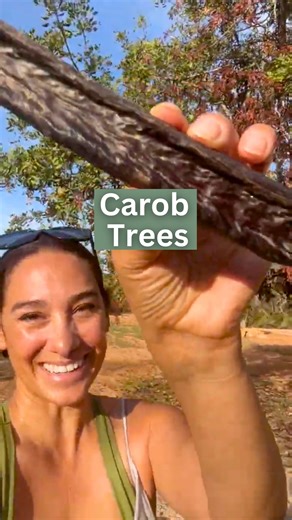 1.6K views · 35 reactions | Meet the Carob Tree (Ceratonia siliqua),...