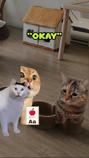 A Stands For Arson 🥰 | sounds: YT Nutshellanimations #reelsvideoシ #reelsfypシ #fb #cat #funnymemes | Shercat Holmes